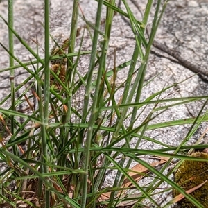 Unidentified Grass at Kambah, ACT by mainsprite