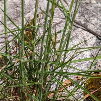 Unidentified Grass at Kambah, ACT - 3 Nov 2022 by mainsprite