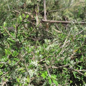 Melicytus angustifolius subsp. divaricatus (Divaricate Tree Violet) at Pilot Wilderness, NSW by RobParnell