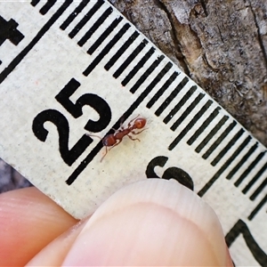 Podomyrma sp. (genus) at Aranda, ACT - 15 Jan 2025