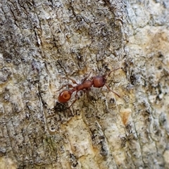 Podomyrma sp. (genus) at Aranda, ACT - 15 Jan 2025