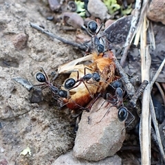 Camponotus intrepidus (Flumed Sugar Ant) at Aranda, ACT - 14 Jan 2025 by CathB