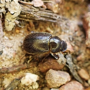 Unidentified Scarab beetle (Scarabaeidae) at Aranda, ACT by CathB