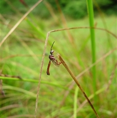 Unidentified Wasp (Hymenoptera, Apocrita) at Undefined - 7 Jan 2006 by nancyp