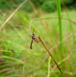 Unidentified Wasp (Hymenoptera, Apocrita) at Undefined by nancyp