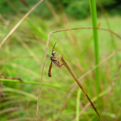 Unidentified Wasp (Hymenoptera, Apocrita) at Undefined - 8 Jan 2006 by nancyp