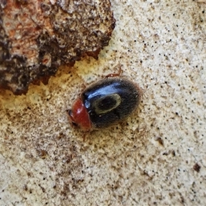 Rodatus boucardi (A lady beetle) at Aranda, ACT by CathB