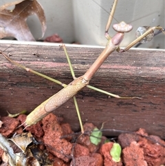 Archimantis sp. (genus) (Large Brown Mantis) at Monash, ACT - 16 Jan 2025 by jackQ