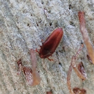 Aulonothroscus (Throscid beetle) at Aranda, ACT by CathB