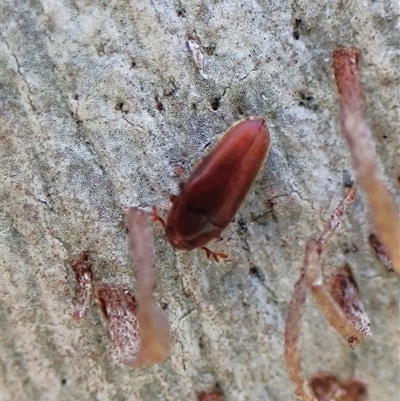 Aulonothroscus (Throscid beetle) at Aranda, ACT - 15 Jan 2025 by CathB