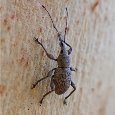 Unidentified Weevil (Curculionoidea) at Aranda, ACT - 14 Jan 2025 by CathB