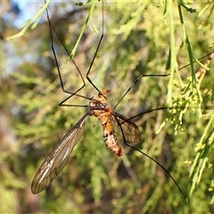 Leptotarsus (Leptotarsus) clavatus (A crane fly) at Aranda, ACT - 15 Jan 2025 by CathB