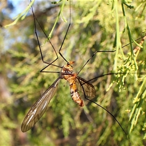 Leptotarsus (Leptotarsus) clavatus (A crane fly) at Aranda, ACT by CathB