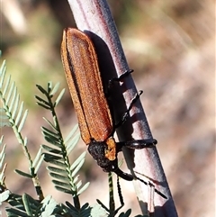 Rhinotia haemoptera (Lycid-mimic belid weevil, Slender Red Weevil) at Aranda, ACT - 14 Jan 2025 by CathB