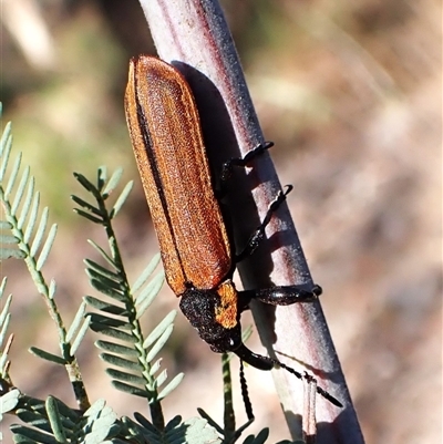 Rhinotia haemoptera (Lycid-mimic belid weevil, Slender Red Weevil) at Aranda, ACT - 14 Jan 2025 by CathB