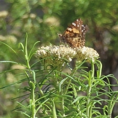 Vanessa kershawi (Australian Painted Lady) at Ingeegoodbee, NSW - 11 Jan 2025 by RobParnell