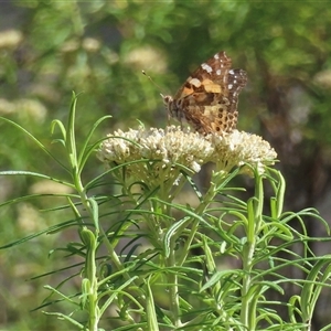 Vanessa kershawi (Australian Painted Lady) at Ingeegoodbee, NSW by RobParnell