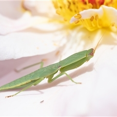 Orthodera ministralis (Green Mantid) at Wallaroo, NSW - 16 Jan 2025 by Jek