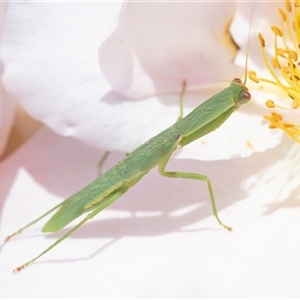 Orthodera ministralis at Wallaroo, NSW - 16 Jan 2025 12:04 PM