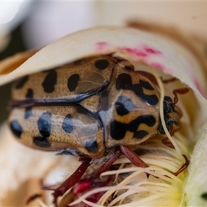 Neorrhina punctatum (Spotted flower chafer) at Wallaroo, NSW by Jek