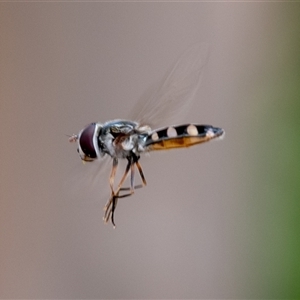 Melangyna viridiceps (Hover fly) at Wallaroo, NSW by Jek