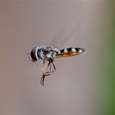 Melangyna viridiceps (Hover fly) at Wallaroo, NSW - 16 Jan 2025 by Jek