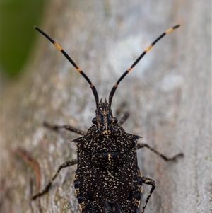 Alcaeus varicornis (Acacia shield bug) at Wallaroo, NSW by Jek