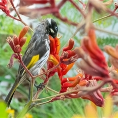 Phylidonyris novaehollandiae (New Holland Honeyeater) at Acton, ACT - 9 Jan 2025 by WHall