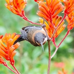 Acanthorhynchus tenuirostris (Eastern Spinebill) at Acton, ACT - 9 Jan 2025 by WHall