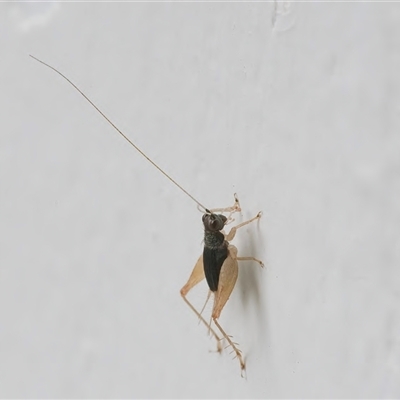 Trigonidium sp. (genus) (A Sword-tail Cricket) at Googong, NSW - 12 Jan 2025 by WHall