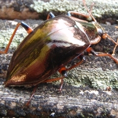 Unidentified Beetle (Coleoptera) at Undefined - 31 Jan 2010 by nancyp