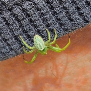 Lehtinelagia prasina (Leek-green flower spider) at Captains Flat, NSW by Csteele4