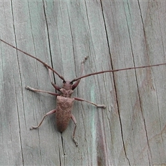 Acalolepta sp. (genus) (Longhorn beetle) at Undefined - 3 Feb 2002 by nancyp
