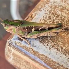 Gastrimargus musicus (Yellow-winged Locust or Grasshopper) at Wanniassa, ACT - 16 Jan 2025 by MB