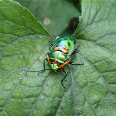 Scutiphora pedicellata (Metallic Jewel Bug) at Undefined - 18 Jan 2012 by nancyp