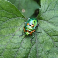 Scutiphora pedicellata (Metallic Jewel Bug) at Undefined - 17 Jan 2012 by nancyp