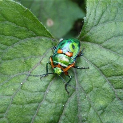 Scutiphora pedicellata (Metallic Jewel Bug) at Undefined - 18 Jan 2012 by nancyp
