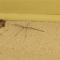 Unverified Stick insect (Phasmatodea) at Lyons, ACT - 16 Jan 2025 by ran452