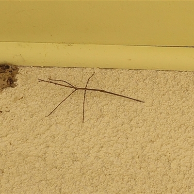 Unverified Stick insect (Phasmatodea) at Lyons, ACT - 16 Jan 2025 by ran452