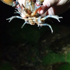 Unidentified Freshwater Crayfish at Jamberoo, NSW - 17 Jan 2015 by nancyp