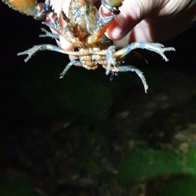 Unidentified Freshwater Crayfish at Jamberoo, NSW - 17 Jan 2015 by nancyp