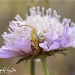 Australomisidia sp. (genus) at Kandos, NSW - 15 Jan 2025 by aussiejai