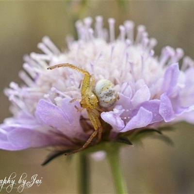 Australomisidia sp. (genus) by aussiejai