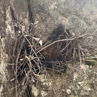 Menura novaehollandiae (Superb Lyrebird) at Tennent, ACT - 16 Jan 2025 by AdamHenderson