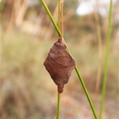 Oecophoridae (family) (Unidentified Oecophorid concealer moth) at Cook, ACT - 21 Dec 2024 by CathB