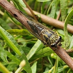 Galanga labeculata (Double-spotted cicada) at Lyneham, ACT - 16 Jan 2025 by trevorpreston