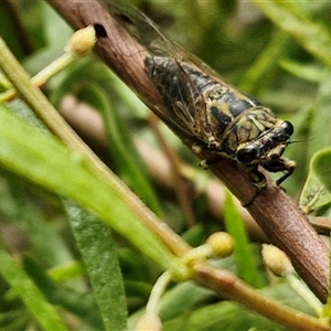 Galanga labeculata at Lyneham, ACT - 16 Jan 2025 12:26 PM