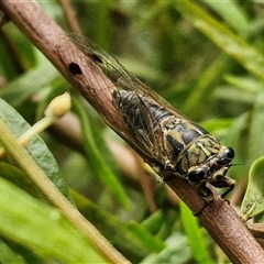 Galanga labeculata at Lyneham, ACT - 16 Jan 2025 12:26 PM