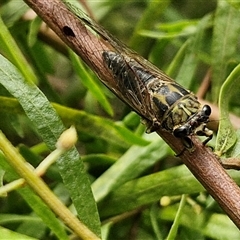 Galanga labeculata at Lyneham, ACT - 16 Jan 2025 12:26 PM