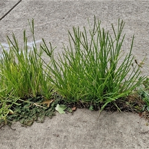 Eleusine indica (Crowsfoot Grass) at Lyneham, ACT by trevorpreston